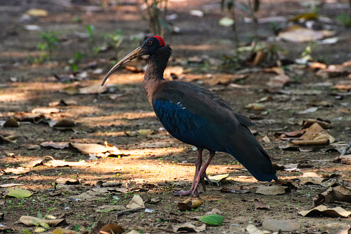 Stock photo showing an undergrowth area with a Pseudibis papillosa (red-naped ibis) walking and foraging in the fallen leaves. This bird is also known as the Indian black ibis or black ibis.