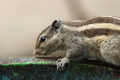 Stock photo showing close-up view of an Indian palm squirrel or three-striped palm squirrel (Funambulus palmarum), pictured scavenging for food by crawling on rubbish bin rim.