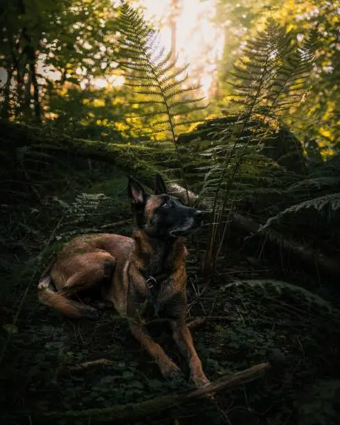 A vertical shot of a beautiful German Shephard among the plants in a forest