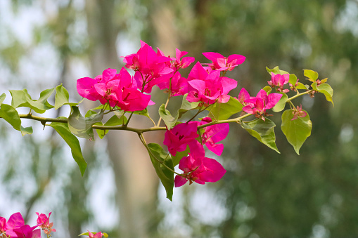 Stock photo showing pretty bright pink bougainvillea flowers bracts in the summer sunshine. These exotic pink bougainvillea flowers and colourful bracts are popular in the garden, often being grown as summer climbing plants / ornamental vines or flowering houseplants, in tropical hanging baskets or as patio pot plants.