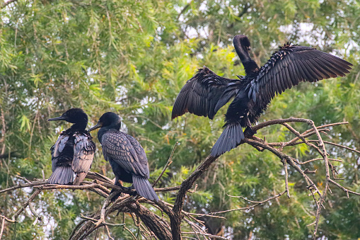 Stock photo showing close-up of Microcarbo africanus (reed or long-tailed cormorant) a medium-sized freshwater diving bird that nest on the ground or in trees. This photo is of a mature adult with its wings spread out to dry after diving for prey.