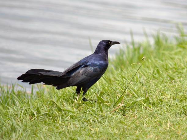 istock Black Boat-tailed grackle on the grass by the lake 1438312904