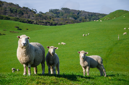 A closeup shot of sheep in a grassland