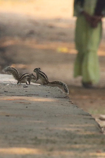 Stock photo showing a pair of squabbling Indian palm squirrel or three-striped palm squirrel (Funambulus palmarum), pictured fighting over a biscuit crumb in public gardens.