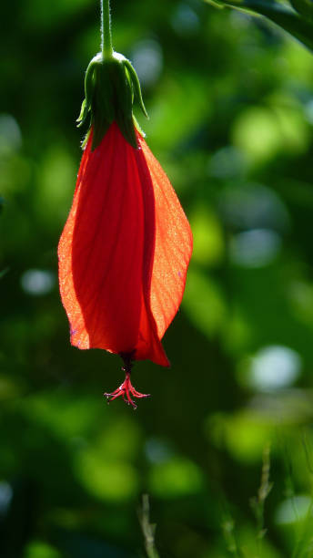 istock Vertical closeup shot of flower bud 1438313260