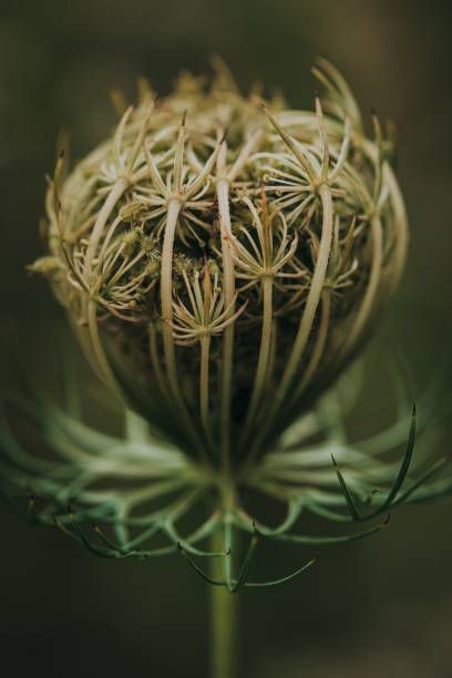istock Vertical macro of goutweed seeds 1438313298