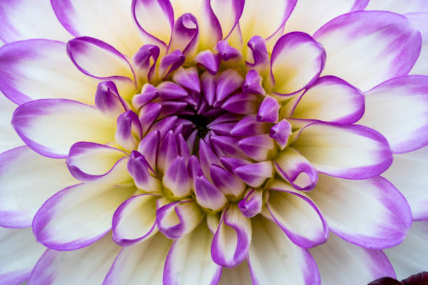 istock Closeup shot of a dahlia 1438313889