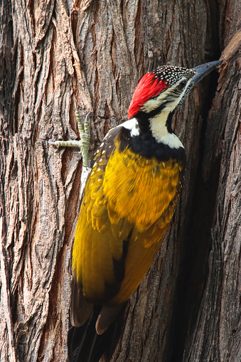 Stock photo showing close-up view of black-rumped flameback (Dinopium benghalense) perched outside hole in tree trunk. This bird is also known as the lesser golden-backed woodpecker.
