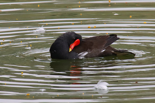 Stock photo showing a moorhen (Gallinula chloropus) swimming and preening in a pond.
