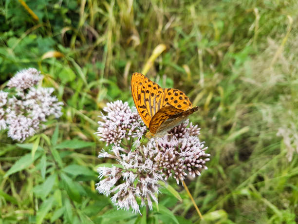istock Silver-washed fritillary sitting on Hemp-agrimony plant 1438314187