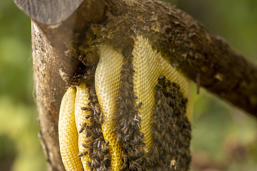 Thick cut off branch with the top of a colony of wild Apis Mellifera Carnica or Western Honey Bees on a layered honeycomb with out of focus natural fo