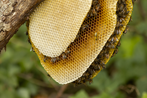 Layers or plates of honeycomb from a colony of wild Apis Mellifera Carnica or European Honey Bees with the yellow contrasted against a natural green o