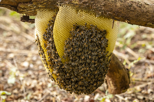 Colony of wild Apis Mellifera Carnica or Western Honey Bees with layered honeycomb hanging from a tree branch