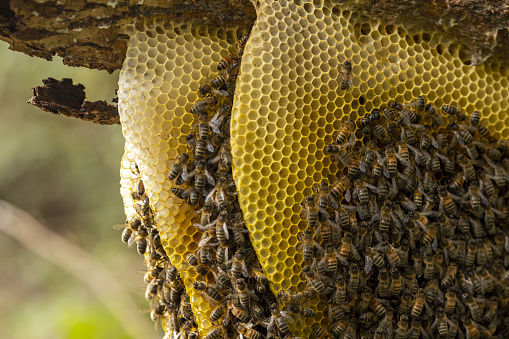 Closeup view of a colony of wild Apis Mellifera Carnica or Western Honey Bees on a honeycomb structure attached to a tree branch