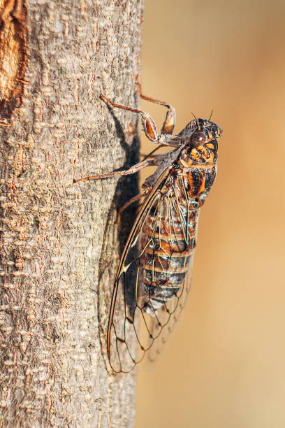 istock Vertical closeup shot of Cicada orni bug on a tree 1438314348