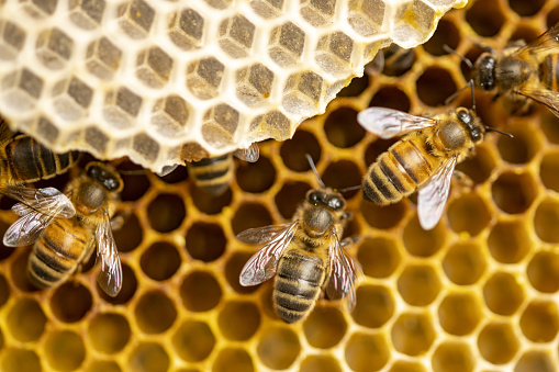 Closeup detail of honeycomb structure with wild Apis Mellifera Carnica or Western Honey Bees working on the chambers