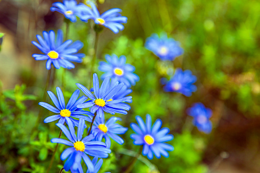 Flores Silvestres Azules En La Ladera De La Montaña Costera De Ciudad Del  Cabo Foto de stock y más banco de imágenes de Aire libre - iStock
