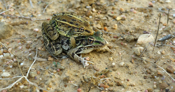 istock Two Rio Grande Leopard Frogs grasping each other 1438314611