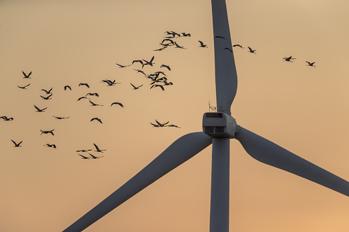 Flock of Common Cranes (Grus grus) fly past to the wind turbine in the sunrise colored sky background, higly vulnerable to collisions.