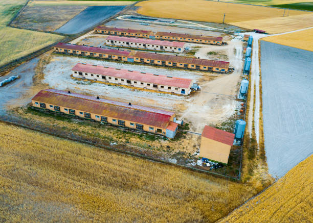 Large pig farm. Evening shooting. Aerial view