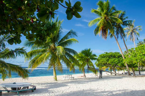istock Falealupo Beach surrounded by the sea and palm trees under the sunlight in Samoa 1438315308