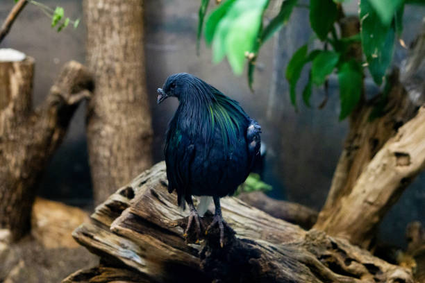 istock Closeup of a cute bird standing on a tree branch 1438315424