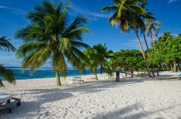 istock Falealupo Beach surrounded by the sea and palm trees under the sunlight in Samoa 1438315436