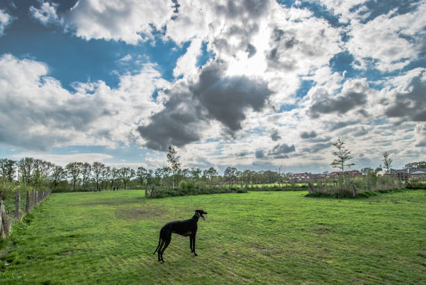 A greyhound dog standing in a field under a bright cloudy sky