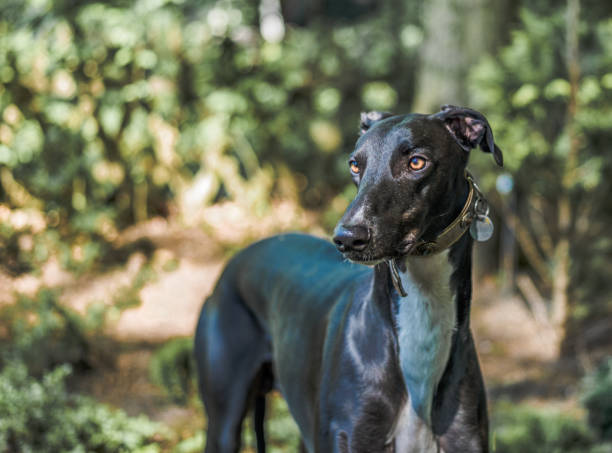 istock Selective focus shot of a majestic black greyhound dog 1438315455