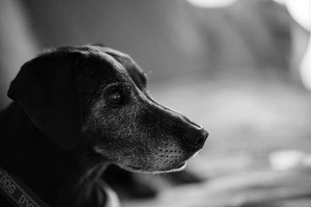 istock Grayscale of a black dog in a room 1438315513