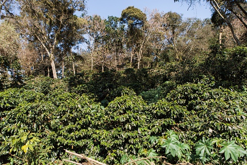 A field of coffee plants and shade trees plantation in Puebla state, Mexico