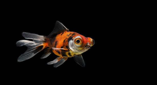 istock Golden fish on a black background 1438316031