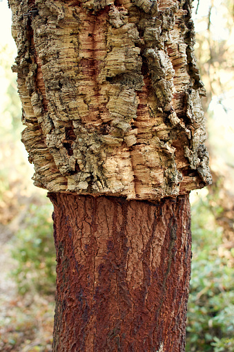 A vertical shot of a cork bark