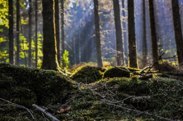 istock Beautiful mossy forest with rays of sunlight 1438316237