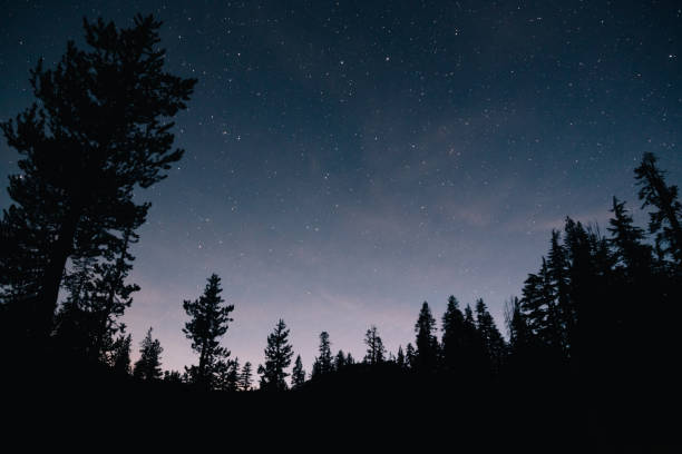 istock Forest and the starry sky in the night 1438316645