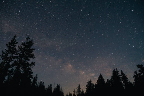 istock Forest and the starry sky in the night 1438316649