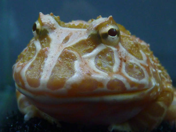 istock Closeup shot of bufo 1438316726