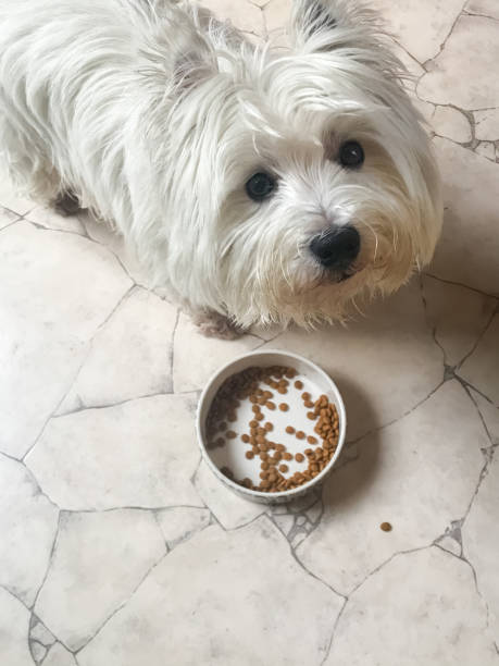 istock Little west highland white terrier, with his feeding dish 1438316808