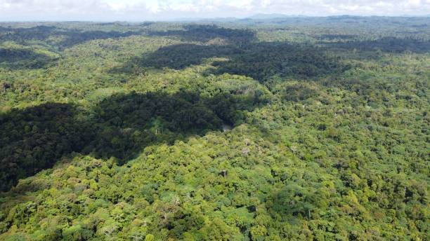 istock Aerial shot of the forest with lush trees with clouds reflected on the surface 1438317595