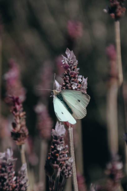 istock Vertical selective focus shot of a white butterfly on lavender 1438317707