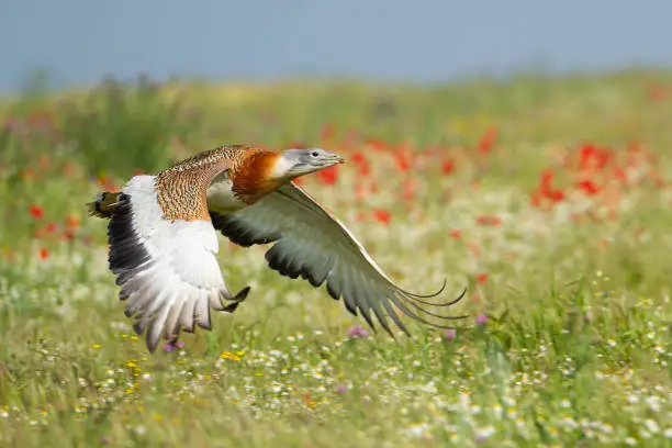 A great bustard flying over a meadow