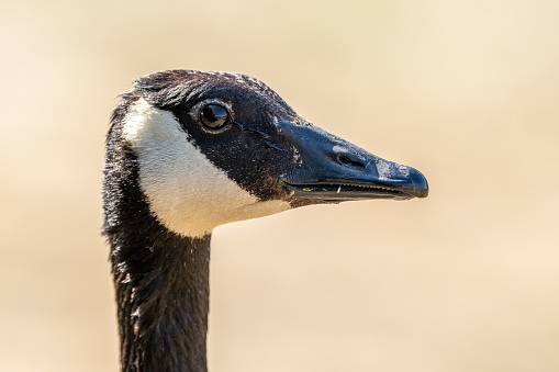 A closeup shot of details on a beautiful black white Canadian goose face