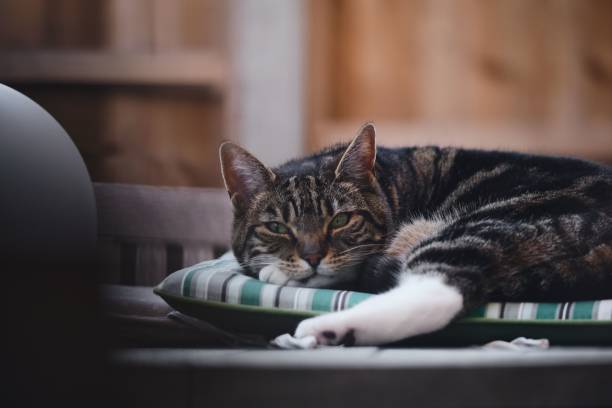 istock Adorable lazy cat lying on a pillow 1438318001