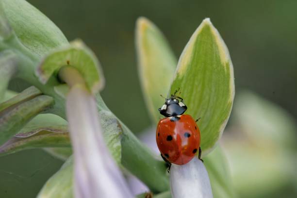 istock Closeup of a seven-spot ladybug on a plant leaf 1438318085