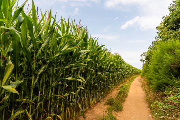 cornfield