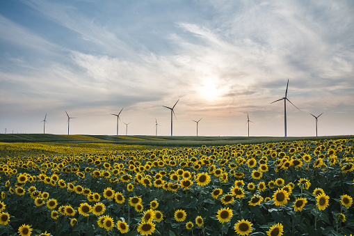 A closeup shot of beautiful sunflowers and wind turbines in a field