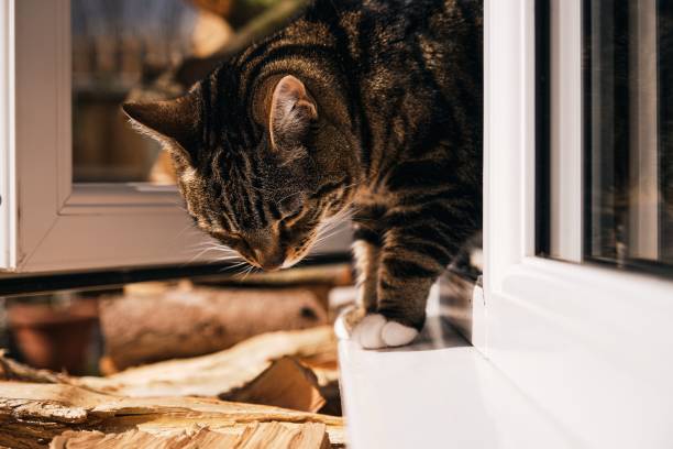 istock Beautiful tabby cat (Felis catus) looking out of an open window 1438318275