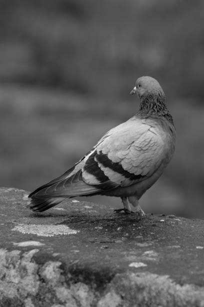 istock Vertical shot of a pigeon perched on a stone wall in grayscale 1438318288
