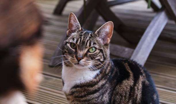 istock Beautiful tabby cat (Felis catus) on the house porch 1438318295