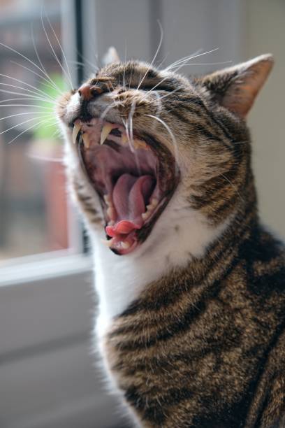 istock Beautiful tabby cat (Felis catus) with long whiskers yawning 1438318308